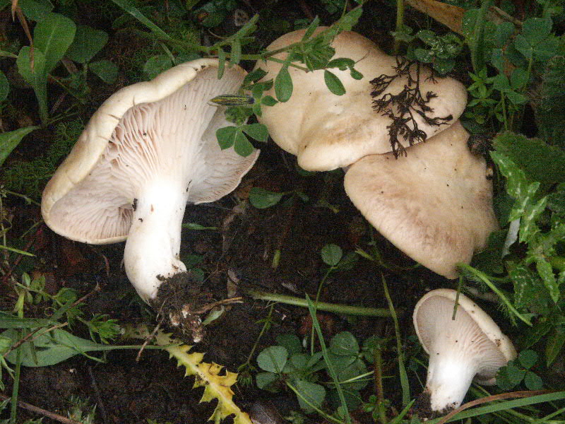 Pleurotus eryngii , Natura Mediterraneo Forum Naturalistico